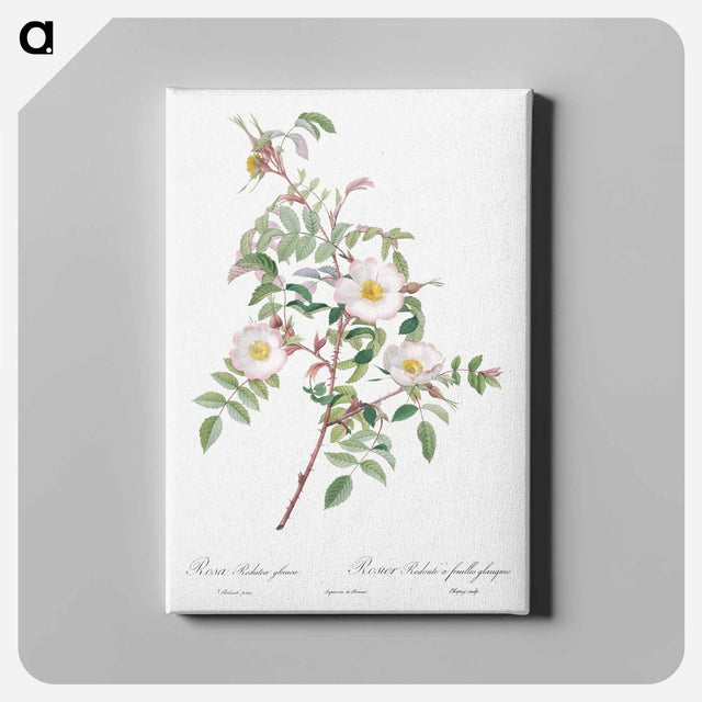アートパネル-Rosa reductea glauca - ピエール ジョゼフ ルドゥーテ Canvas.