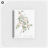 Rosa reductea glauca - ピエール ジョゼフ ルドゥーテ Memo.