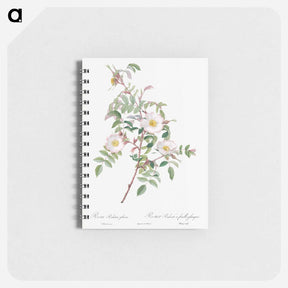 アートメモ帳-Rosa reductea glauca - ピエール ジョゼフ ルドゥーテ Memo.