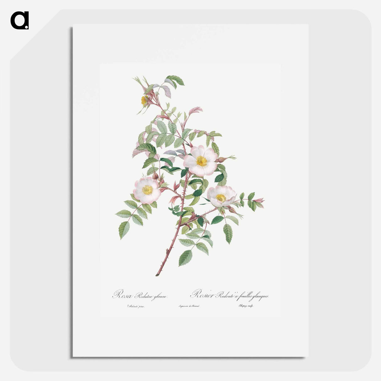 Rosa reductea glauca - ピエール ジョゼフ ルドゥーテ Poster.