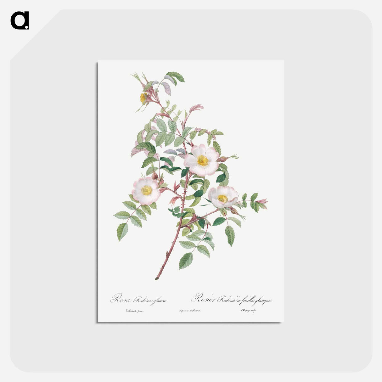 アートポストカード-Rosa reductea glauca - ピエール ジョゼフ ルドゥーテ Postcard.