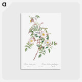 アートポストカード-Rosa reductea glauca - ピエール ジョゼフ ルドゥーテ Postcard.