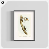 Black-capped Sittella
 - オーストラリアの鳥 Poster.