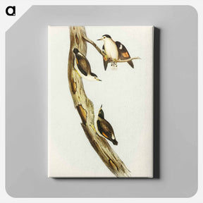 アートパネル-Black-capped Sittella
 - オーストラリアの鳥 Canvas.