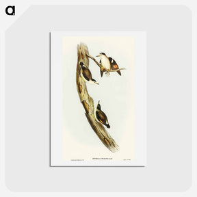 アートポストカード-Black-capped Sittella
 - オーストラリアの鳥 Postcard.