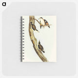 アートメモ帳-Black-capped Sittella
 - オーストラリアの鳥 Memo.