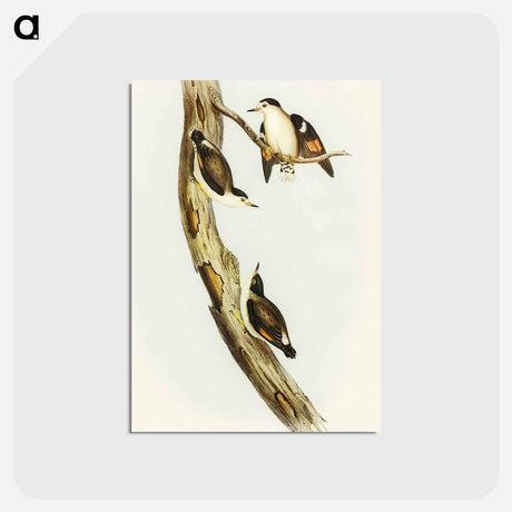 アートポストカード-Black-capped Sittella
 - オーストラリアの鳥 Postcard.