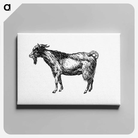 アートパネル-Goat from Portuguese Expedition To Muatianvua
 - 大英図書館 Canvas.