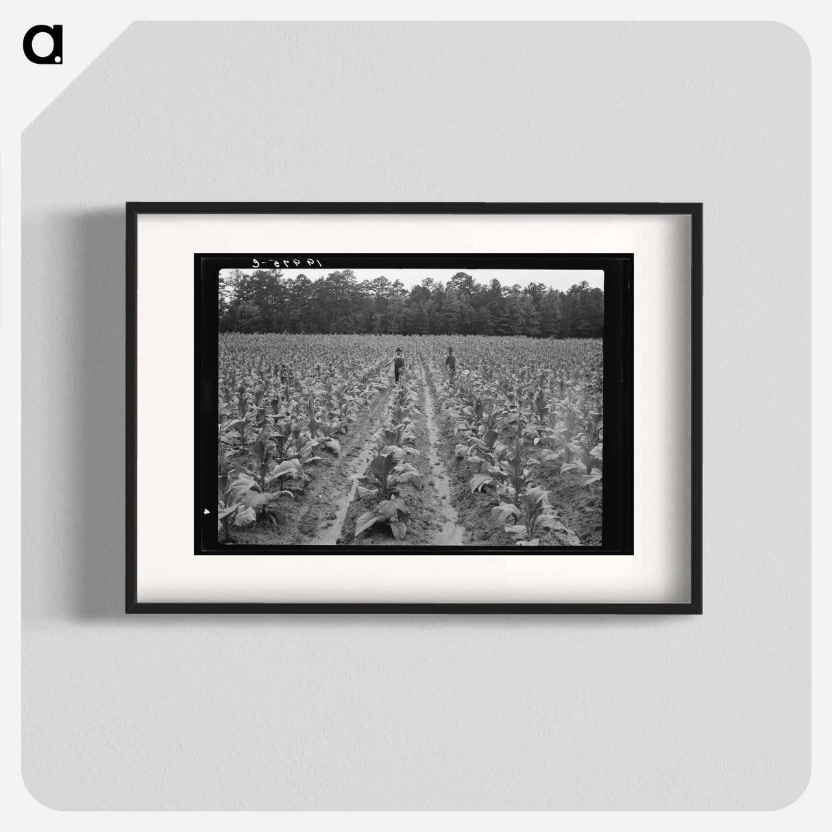 Untitled photo, possibly related to: Topping tobacco. Shoofly, North Carolina - ドロテア ラング Poster.