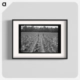 Untitled photo, possibly related to: Topping tobacco. Shoofly, North Carolina - ドロテア ラング Poster.