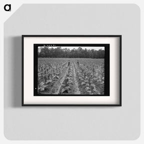 アートポスター-Untitled photo, possibly related to: Topping tobacco. Shoofly, North Carolina - ドロテア ラング Poster.