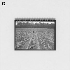 アートメモ帳-Untitled photo, possibly related to: Topping tobacco. Shoofly, North Carolina - ドロテア ラング Memo.