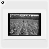 Untitled photo, possibly related to: Topping tobacco. Shoofly, North Carolina - ドロテア ラング Poster.