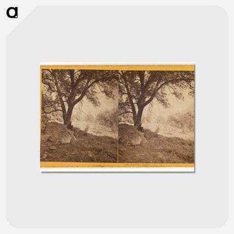 アートポストカード-Yosemite Studies
 - エドワード マイブリッジ Postcard.