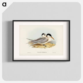 アートポスター-Torres' Tern
 - ジョン グールド Poster.