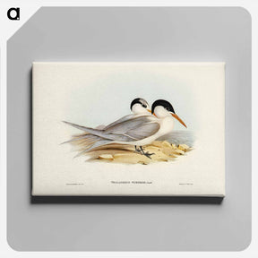 アートパネル-Torres' Tern
 - ジョン グールド Canvas.