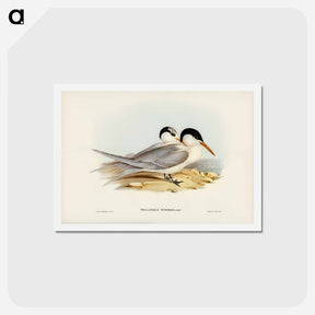 アートポストカード-Torres' Tern
 - ジョン グールド Postcard.