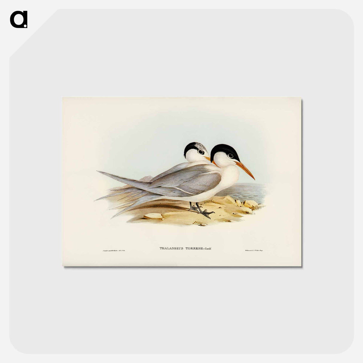 アートポストカード-Torres' Tern
 - ジョン グールド Postcard.