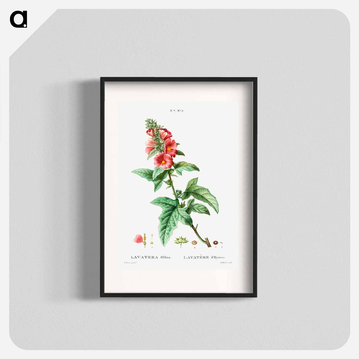 Tree mallow - Pierre Joseph Redouté Poster.