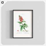 Tree mallow - Pierre Joseph Redouté Poster.