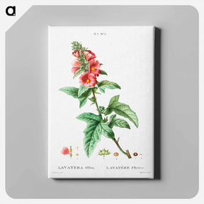 アートパネル-Tree mallow - ピエール ジョゼフ ルドゥーテ Canvas.