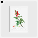 アートポストカード-Tree mallow - ピエール ジョゼフ ルドゥーテ Postcard.