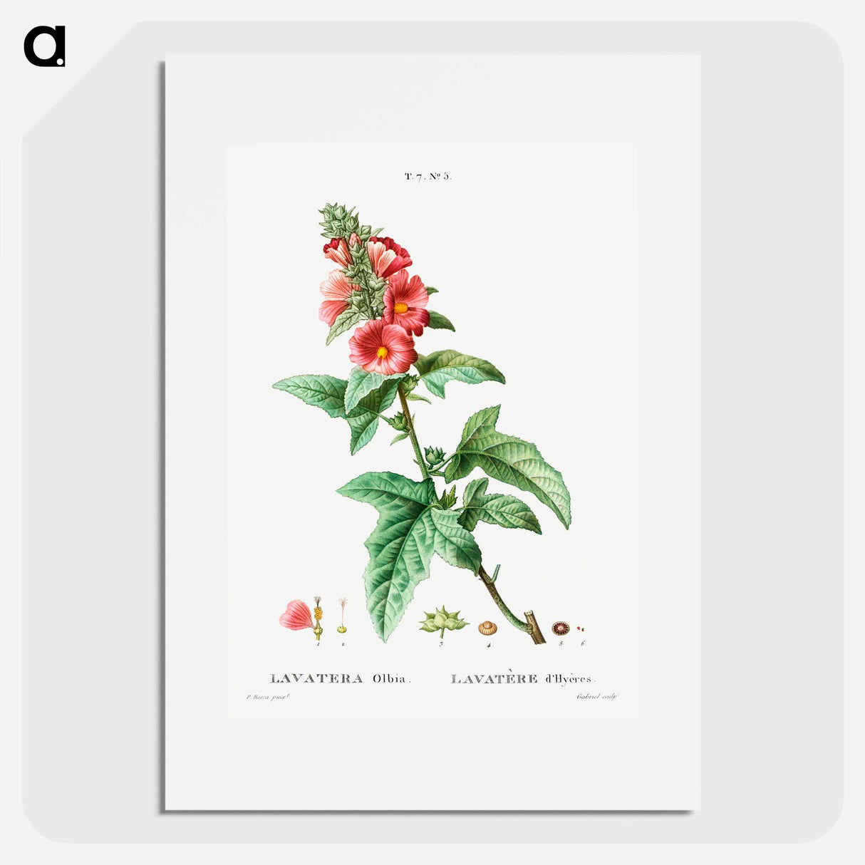 Tree mallow - Pierre Joseph Redouté Poster.