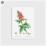 アートポストカード-Tree mallow - ピエール ジョゼフ ルドゥーテ Postcard.