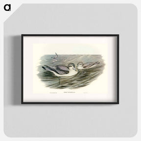 アートポスター-Broad-billed Prion
 - オーストラリアの鳥 Poster.