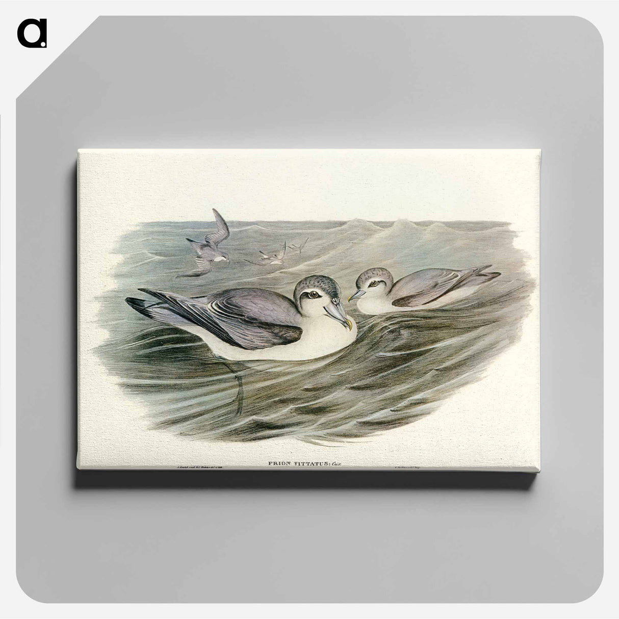 アートパネル-Broad-billed Prion
 - オーストラリアの鳥 Canvas.