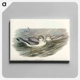 アートパネル-Broad-billed Prion
 - オーストラリアの鳥 Canvas.