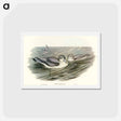 アートポストカード-Broad-billed Prion
 - オーストラリアの鳥 Postcard.