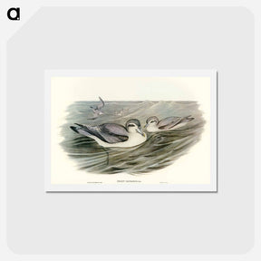 アートポストカード-Broad-billed Prion
 - オーストラリアの鳥 Postcard.