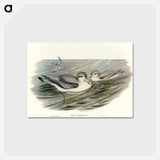 アートポストカード-Broad-billed Prion
 - オーストラリアの鳥 Postcard.