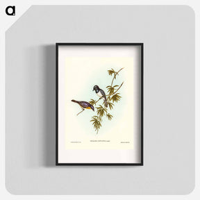 アートポスター-Pretty Flycatcher
 - ジョン グールド Poster.