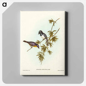アートパネル-Pretty Flycatcher
 - ジョン グールド Canvas.