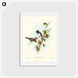 アートポストカード-Pretty Flycatcher
 - ジョン グールド Postcard.