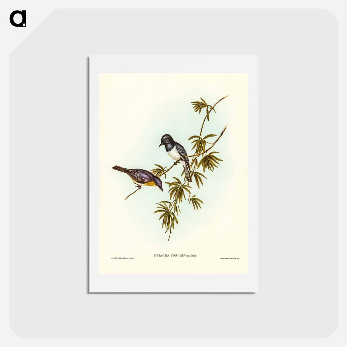 アートポストカード-Pretty Flycatcher
 - ジョン グールド Postcard.