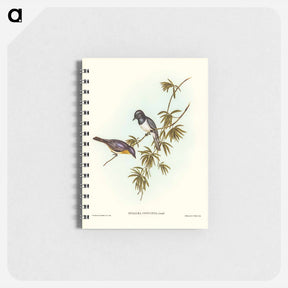 アートメモ帳-Pretty Flycatcher
 - ジョン グールド Memo.