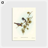 アートポストカード-Pretty Flycatcher
 - ジョン グールド Postcard.