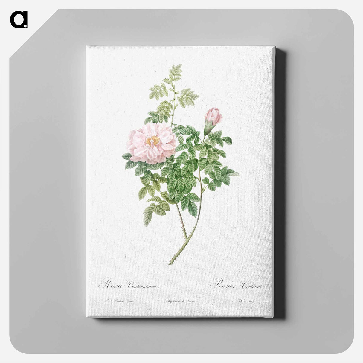 アートパネル-Ventenat's Rose - ピエール ジョゼフ ルドゥーテ Canvas.