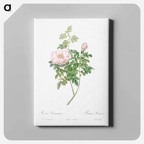 アートパネル-Ventenat's Rose - ピエール ジョゼフ ルドゥーテ Canvas.
