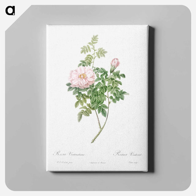 アートパネル-Ventenat's Rose - ピエール ジョゼフ ルドゥーテ Canvas.
