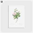 アートポストカード-Ventenat's Rose - ピエール ジョゼフ ルドゥーテ Postcard.