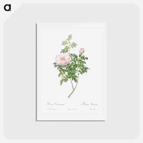 アートポストカード-Ventenat's Rose - ピエール ジョゼフ ルドゥーテ Postcard.