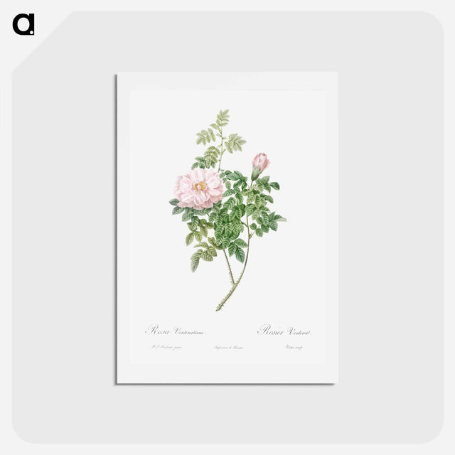 アートポストカード-Ventenat's Rose - ピエール ジョゼフ ルドゥーテ Postcard.