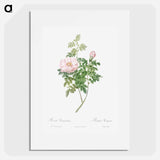 Ventenat's Rose - Pierre Joseph Redouté Poster.