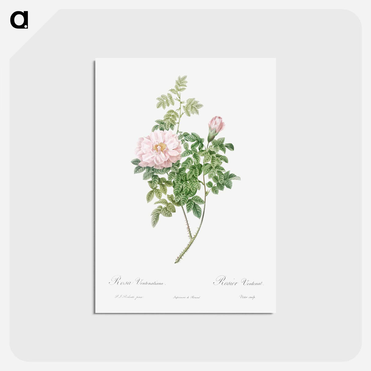 アートポストカード-Ventenat's Rose - ピエール ジョゼフ ルドゥーテ Postcard.