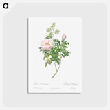 アートポストカード-Ventenat's Rose - ピエール ジョゼフ ルドゥーテ Postcard.