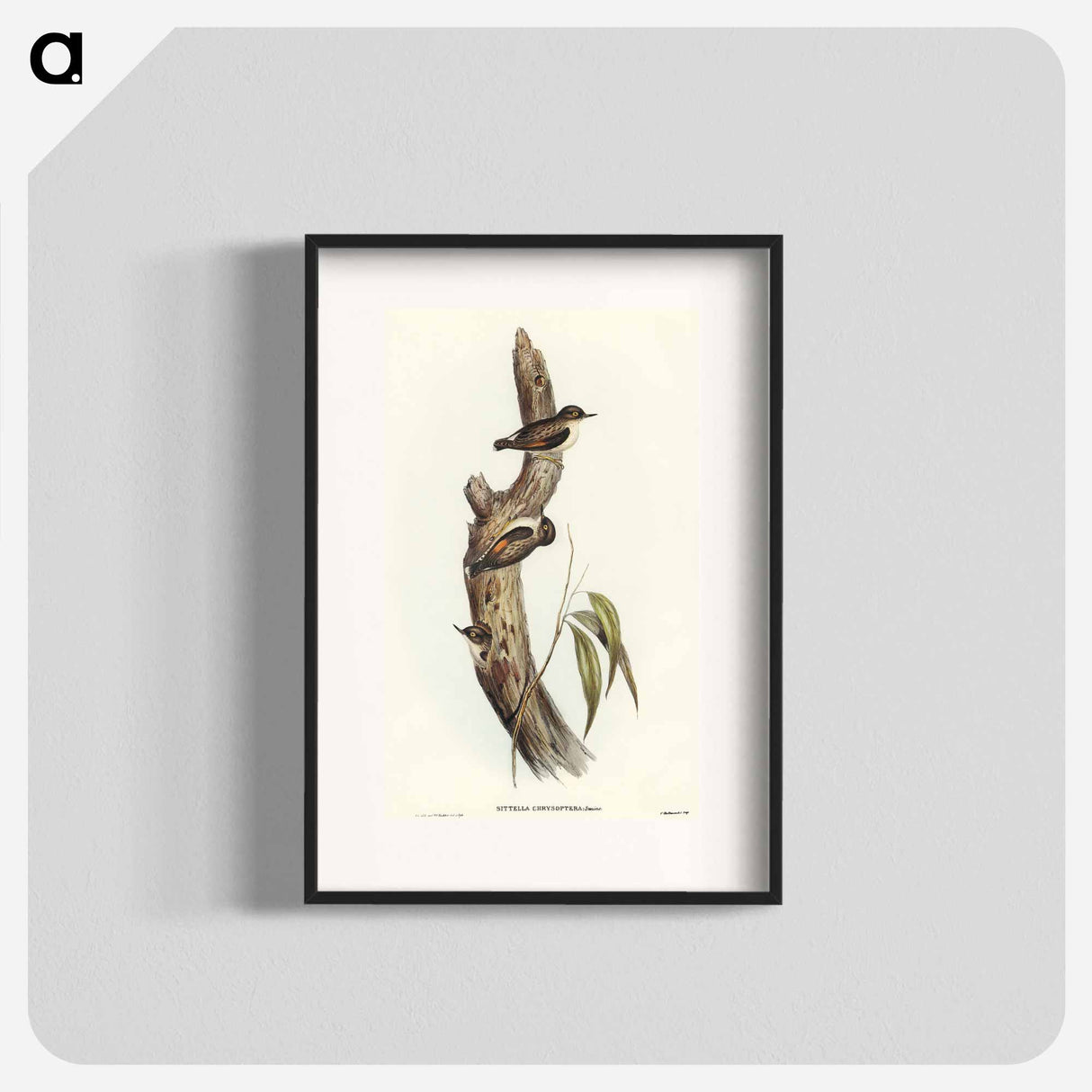 Orange-winged Sittella
 - オーストラリアの鳥 Poster.